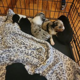 Miniature Australian Shepherd Puppies from Carter's Cuties