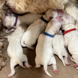 Cocker Spaniel Puppies from Silver Moon Cockers