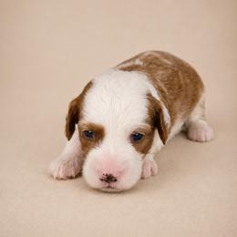 John - Red  male Goldendoodle puppy in Floyd, Virginia from Hearts and Paws Poodles and Doodles
