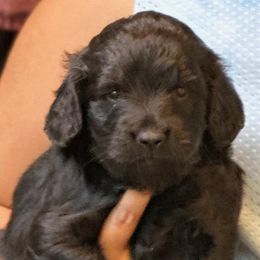 Girl 3 - Chocolate Goldendoodle puppy in Gig Harbor, Washington from Sandy’s Goldendoodles