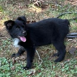 Ava - Black & white female Miniature Australian Shepherd puppy in Patterson, North Carolina from DreamLine Aussies