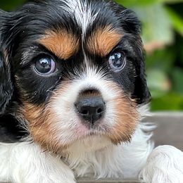 Cavalier King Charles Spaniels, Cavapoos, Cockapoos, and Cocker Spaniels from Enchanted Spaniels