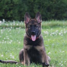German Shepherd Puppies from Drache Feld