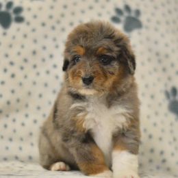 Aussiedoodle puppies from PTK Ranch