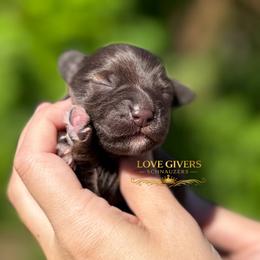 AKC Liver Boy 2 - Liver male Miniature Schnauzer puppy in Lake Placid, Florida from Love Giver Schnauzers