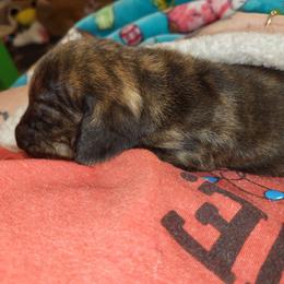 Brindle Boy 1 - Brindle male Dachshund puppy in Suffolk, Virginia from Mini Love Bugs