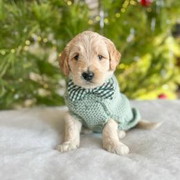 Tonka - Cream male Goldendoodle puppy in Sterling, Illinois from Charley's Goldendoodles