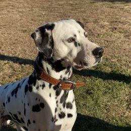Tux - Dalmatian