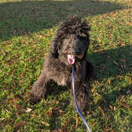 Ace - Black male Goldendoodle puppy in Water Valley, Mississippi from Olympian Doodles