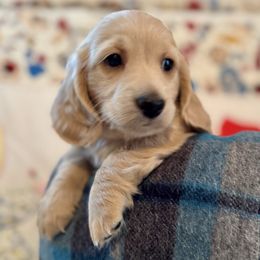 Dutton - Cream male Dachshund puppy in Stoutland, Missouri from Farmhouse Dachshunds