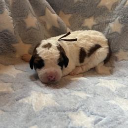 Waverly - Brown and white male Saint Berdoodle puppy in Traverse City, Michigan from Bare Paws Saint Berdoodles