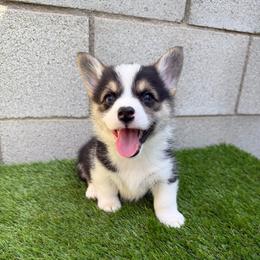 Venus - White and black female Pembroke Welsh Corgi puppy in Riverside, California from Chases Dream Kennel