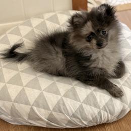 Blue Pearl Gem of My Heart - Blue female Pomeranian puppy in Dalton, Minnesota from My Heart Pomeranians