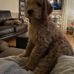 Labradoodle Puppies from Blackberry Hill Doodles