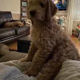 Labradoodle Puppies from Blackberry Hill Doodles
