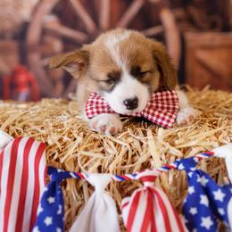 Pembroke Welsh Corgi Puppies from Big Sky Corgis