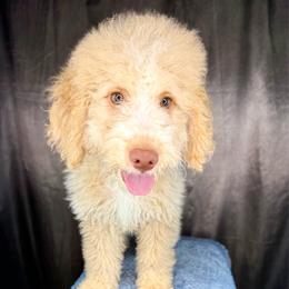Donatello - Red male Bernedoodle puppy in Pennsylvania from Bernedoodle Bunch