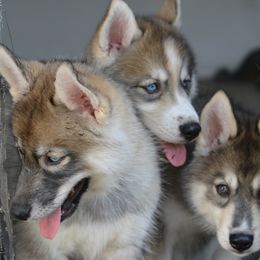 Siberian Husky Puppies from SoFlo Siberians