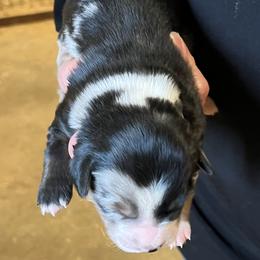 Wynn - Blue merle female Miniature Australian Shepherd puppy in Godley, Texas from Nana and Paws Aussies