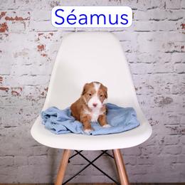 Seamus - Red  male Goldendoodle puppy in Calhoun, Georgia from Happy Top Doodles
