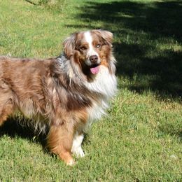 Bear - Australian Shepherd