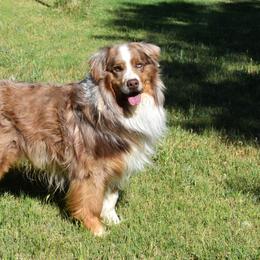 Bear - Australian Shepherd