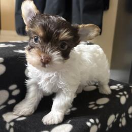 Mufasa AKC - Chocolate, tan and white male Yorkshire Terrier puppy in Labelle, Florida from Chocolate and Parti Yorkies in Florida