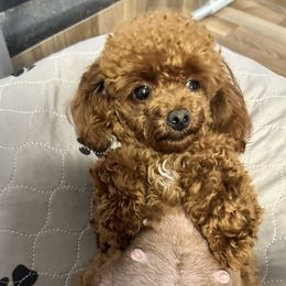 Red Rose - Poodle