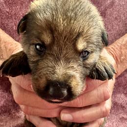 Girl 2 - female German Shepherd puppy in Sonora, California from Elite Haus K9