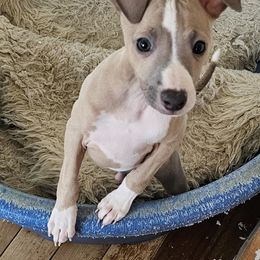 Kimmy irish boy - Blue fawn male Italian Greyhound puppy in Phillips, Maine from Maplewood Italian Greyhounds