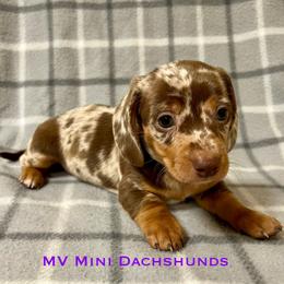Truffle - Dapple male Dachshund puppy in Carlsbad, Texas from MV Mini Dachshunds