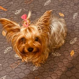 Suki - Yorkshire Terrier