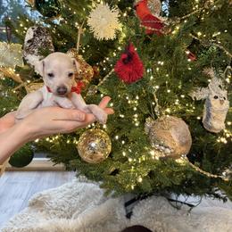 Red ribbon - Cream female Italian Greyhound puppy in Duvall, Washington from Hunter_Moon Hounds