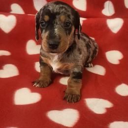 Elf - Dapple male Dachshund puppy in Anaconda, Montana from Williams Family Dachshunds