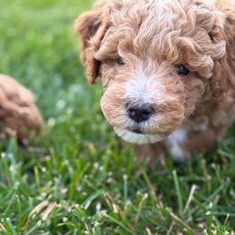 Honey (black collar) - Red and white female Cockapoo puppy in Strasburg, Pennsylvania from Brook Valley Cockapoos