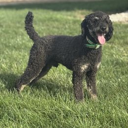 Louie - Poodle