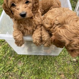 Goldendoodle Puppies from Coal Country Doodles