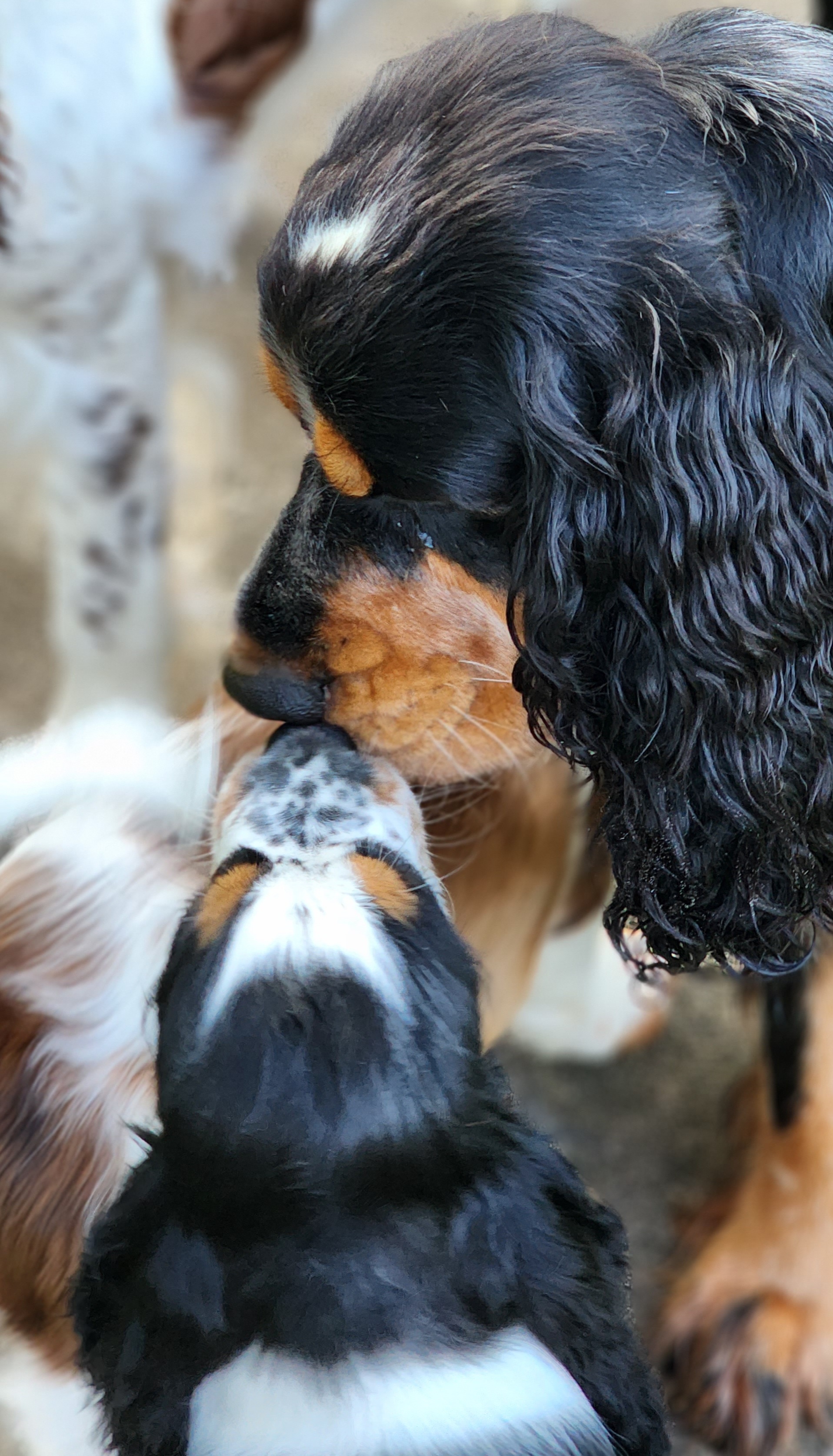 English Springer Spaniel Puppies from Seagrove Springers