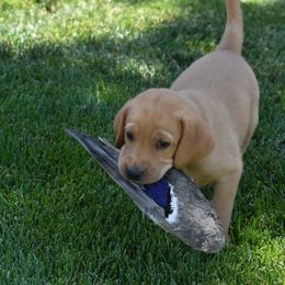 Brown Collar - Yellow Labrador Retriever puppy in Sandy, Utah from Kristen's Labs