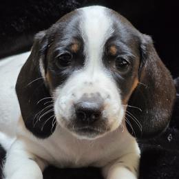 Baby Boy 1 - Trip - Piebald male Dachshund puppy in Salem, Oregon from Long'd Fore Dachshunds
