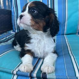 Biscoff - Tri-color male Cavalier King Charles Spaniel puppy in Avalon Beach, Florida from Cavaliers of Avalon