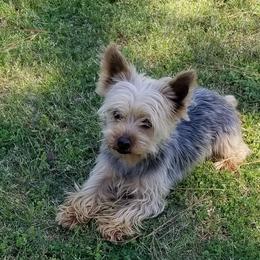 T man - Yorkshire Terrier