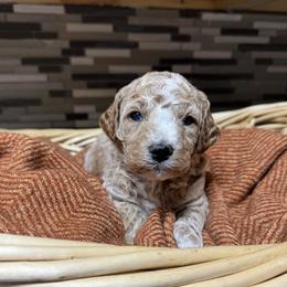 Champ - Red  male Poodle puppy in Akeley, Minnesota from Blessed Acres Miniature Poodles