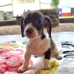 Butterfinger - Chocolate and tan female Dachshund puppy in Wichita Falls, Texas from D&A Doxie Belles