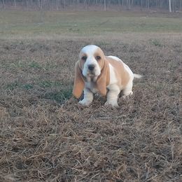 Basset Hound Puppies from Redbud Ranch Basset Hounds