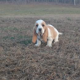 Basset Hound Puppies from Redbud Ranch Basset Hounds