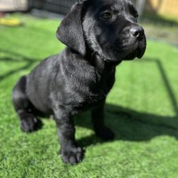 Cane Corso and Lowchen Puppies from High Royal Kennel