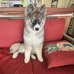 Siberian Husky Puppies from TRUHUSKY SIBERIANS