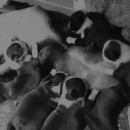 Boston Terrier Puppies from Lighthouse Bostons
