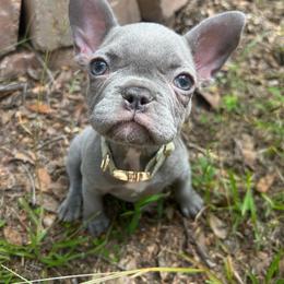 Jessie - Blue female French Bulldog puppy in Port Charlotte, Florida from Fluffing Frenchies LLC